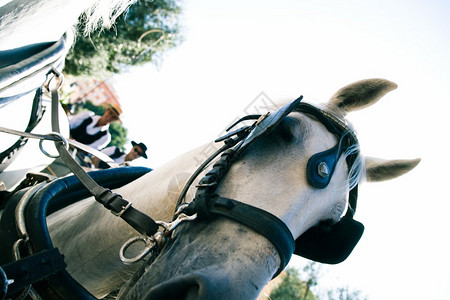 西班牙马在Flamnco节期间拉着马车的近距离肖像图片