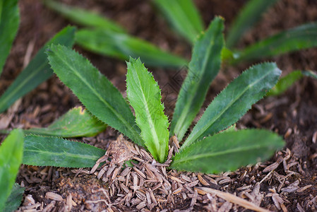 将青黄瓜植入土壤种蔬菜黄瓜叶物农业图片