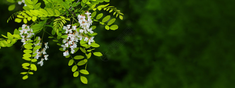 阿卡西亚树的花朵在春天开有绿色背景的阿卡西亚花枝图片