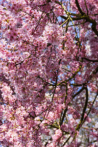 清凉花园的樱桃道图片
