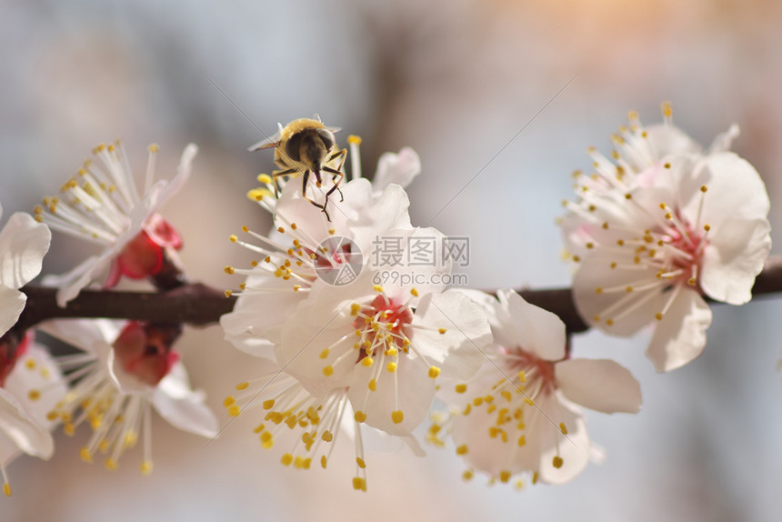 白春树杏花上的蜜蜂宏观自然成分图片