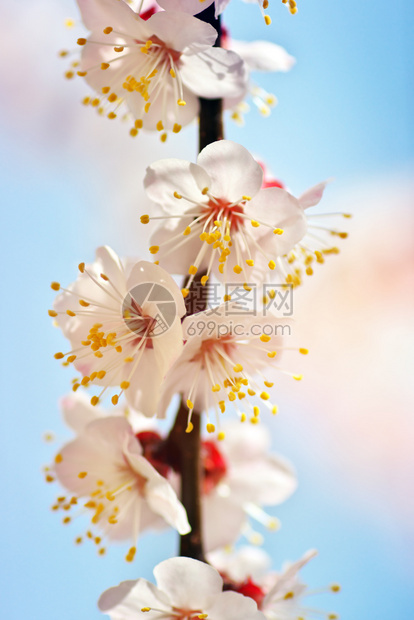 杏树的春花自然构成图片