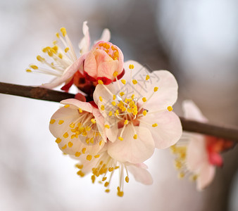 杏树的春花自然构成图片