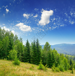 山岳和蓝天空中长青的毛树图片