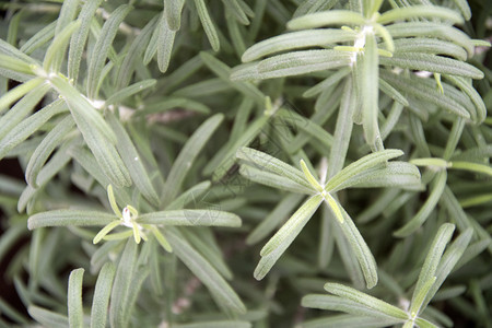 在花园里生长的迷迭香植物图片