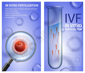 具有复制空间的体外受精垂直医疗容器带有活Spermatozons的男测试管蓝背景女卵细胞放大镜视图IVF矢量现实一说明图片