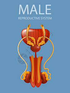 男性生殖系统插画图片