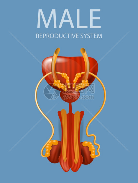 男性生殖系统插画图片