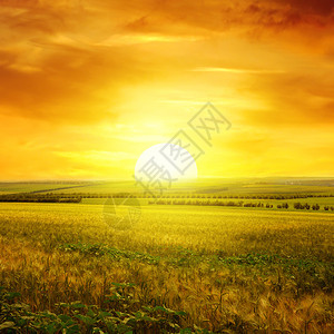 小麦田的黄金日落图片