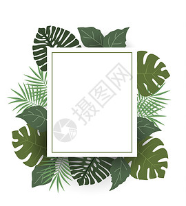 棕榈叶装饰矢量插图背景图片
