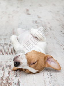 狗坐在地板上杰克罗塞尔泰瑞小可爱的狗有趣毛皮污渍图片