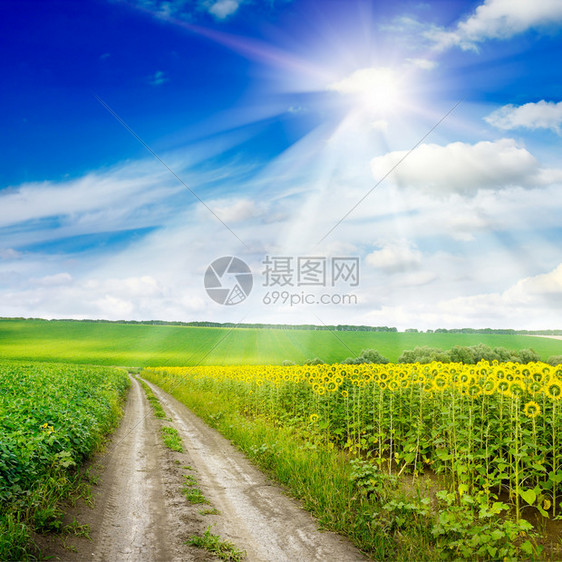 向日葵田和蓝光天空中的太阳图片