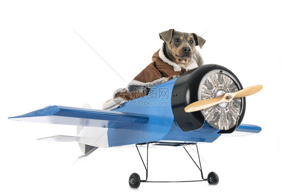 穿着衣服的小狗坐在玩具飞机上图片