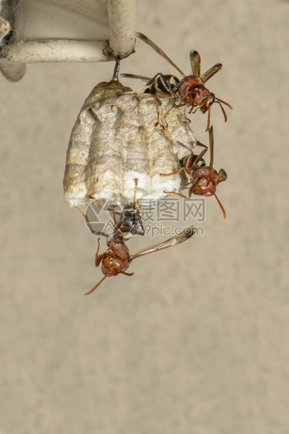 共同文件WaspRopalidiafasciaata和关于自然背景的黄蜂巢图像图片