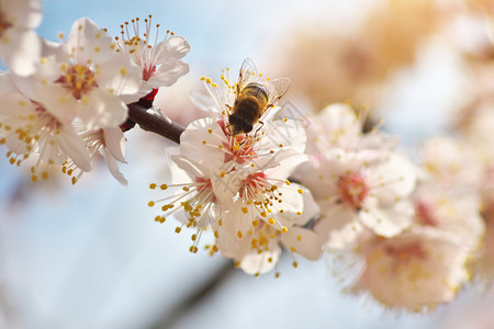 白春树杏花上的蜜蜂宏观自然成分图片