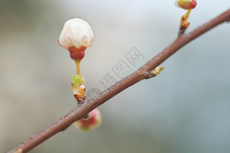 树枝上的春花自然构成图片