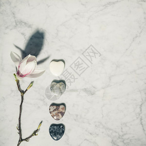 白大理石背景上的灰宝和鲜花图片