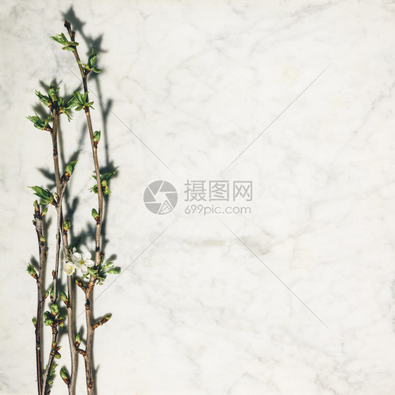 白大理石背景的美丽春樱桃枝图片