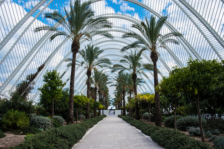 西班牙巴伦亚美丽的花园中棕榈小巷图片