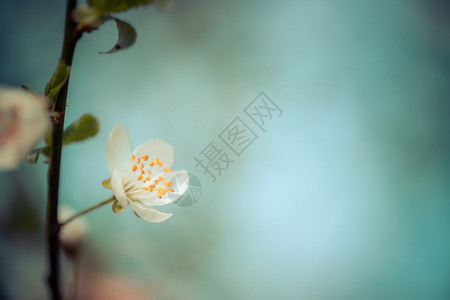 白色开花樱的近图片复制空间图片