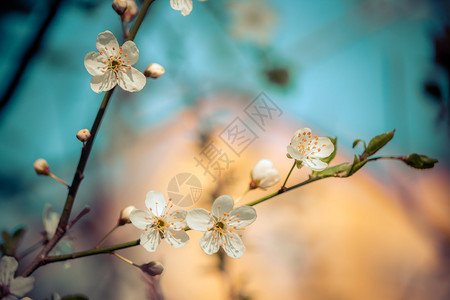 白色开花樱的近图片复制空间图片