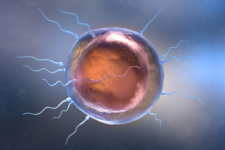 精子和蛋细胞说明3D插图图片