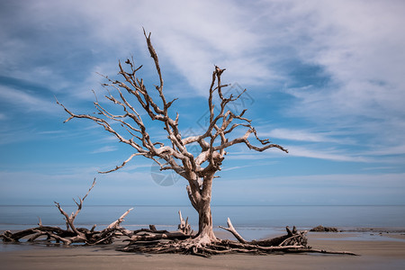 格鲁吉亚Jekyll岛大西洋的Driftwood海滩的晨光和波浪图片