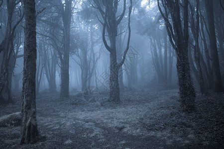 阴暗的黑森林图片