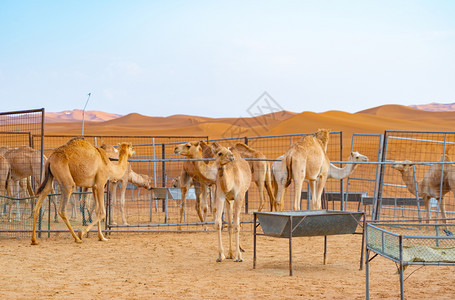 夏季沙野中阿拉伯骆驼或热带动物群在迪拜市阿拉伯联合酋长国或阿野生动物哺乳中蓝天空背景图片