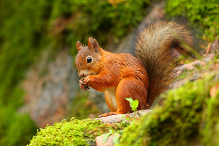 红松鼠在有绿色植被背景的岩石上食用红松鼠概况图片