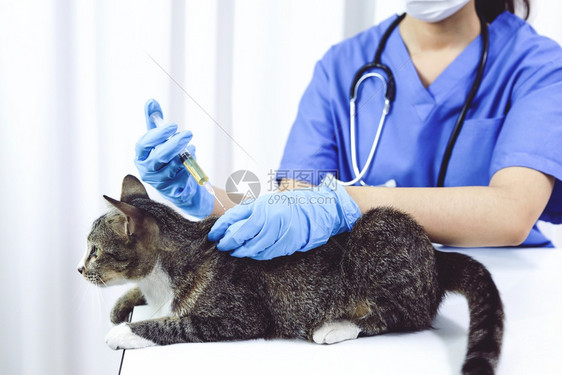兽医诊所护理和猫类生图片