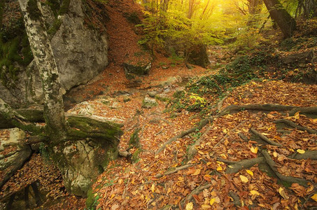 秋天的风景自然构成进入峡谷图片