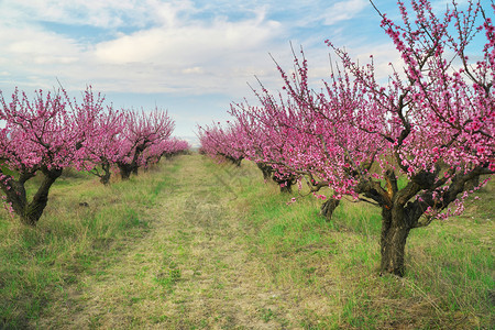 桃子花园的春天开阔树木和蓝天图片