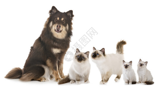 白色背景面前的芬兰Lapphund和Birman猫图片