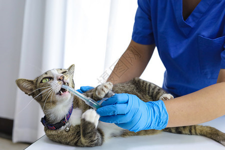 兽医诊所护理和猫类生图片