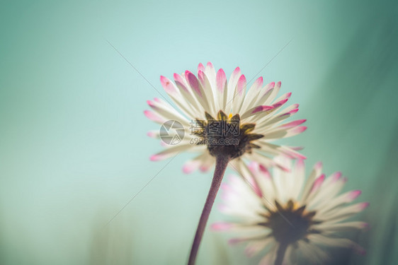 春花蓝色的天空图片