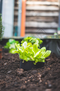 种植蔬菜和草药在高大的床上新鲜植物和土壤沙拉图片