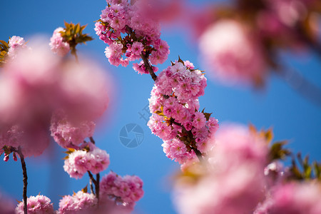 粉红色开花樱的近图片复制空间图片