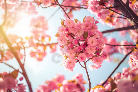 少女粉粉红色开花樱的近图片复制空间背景