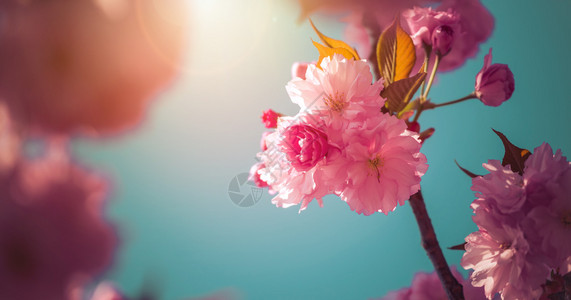 粉红色开花樱的近图片复制空间图片