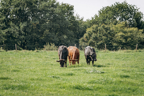 奶牛在草地上放牧牛在绿草上放牧图片