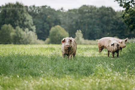 在农村场吃猪在私人农场吃猪图片
