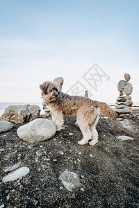 在海滨的模糊背景之下站在彼此上方的一块石头图象靠近走狗的石头形状狗仰慕海景图片