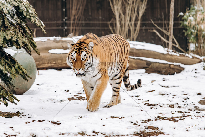 老虎在铺满雪的地面上行走图片