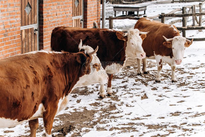 棕色和白奶牛在冬季靠近农场大楼图片
