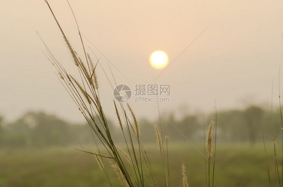 日落时的绿夏田图片