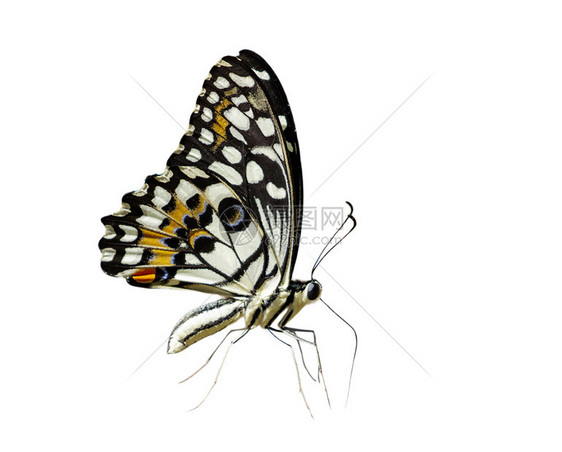 以白色背景隔离的石灰蝴蝶Papiliodemoleus图像图片