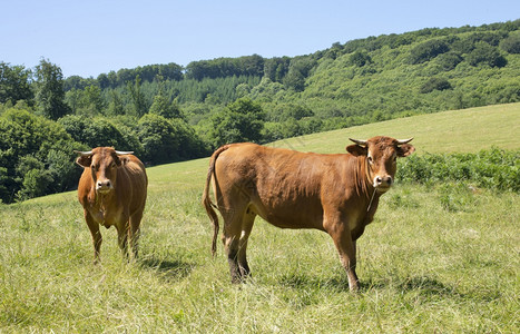 Aubrac牛群在Aveyron田地的肖像画图片
