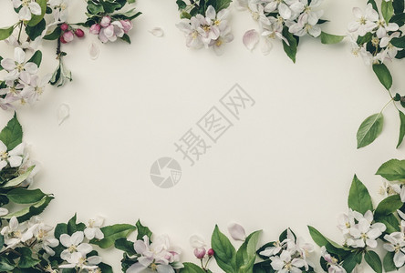 春花背景纹理和壁纸白苹果花在浅蓝色背景顶视平地的鲜花上白苹果在浅蓝色背景上高清图片下载 正版图片 摄图网