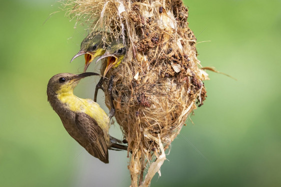母鸟喂养在巢穴中的幼鸟图片